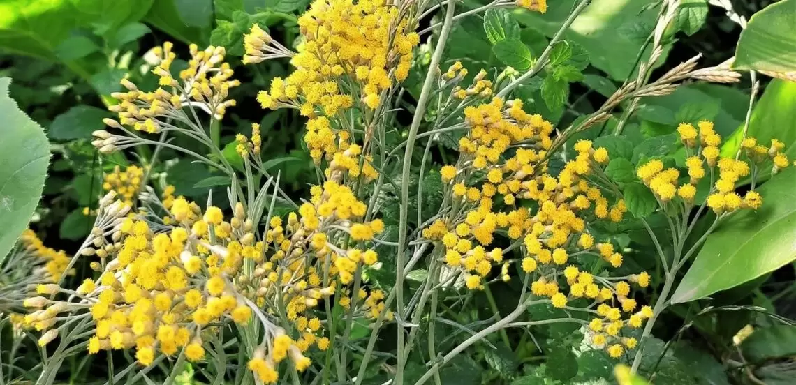 image nature au service de la santé2