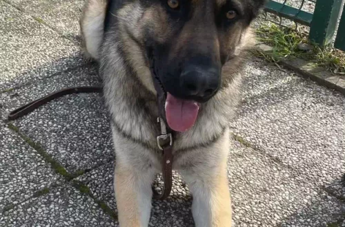 Chiens d'aveugles (10)