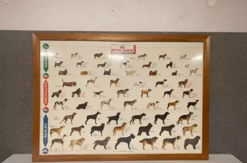 Chiens d'aveugles (11)