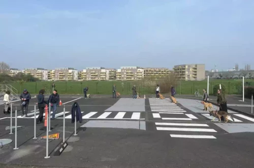 Chiens d'aveugles (3)