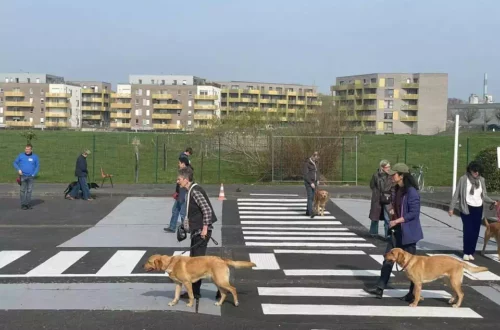 Chiens d'aveugles (4)