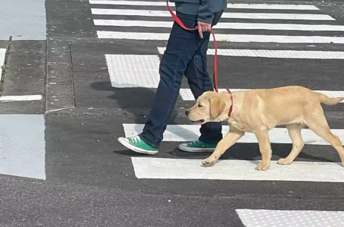 Chiens d'aveugles (5)