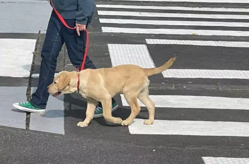 Chiens d'aveugles (6)