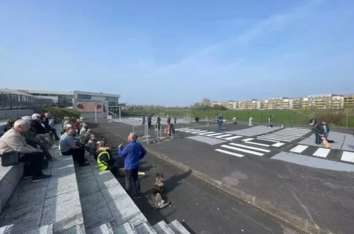 Chiens d'aveugles (7)