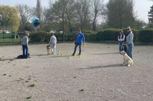 Chiens d'aveugles (8)