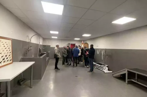 Chiens d'aveugles (9)